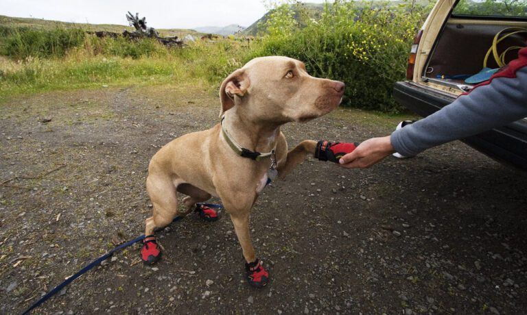 dog wearing hiking boots in the forest