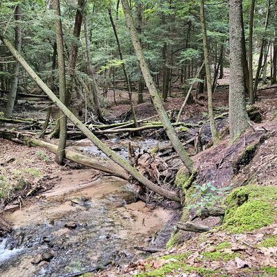 dry stream in the woods