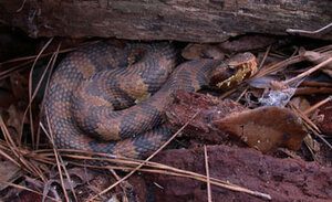 How to Avoid Snakes While Hiking (My Trail-Tested Guide) cottonmouth snake