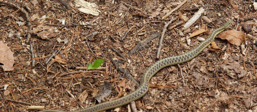 How to Avoid Snakes While Hiking (My Trail-Tested Guide) garter snake on the ground