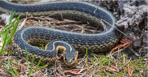How to Avoid Snakes While Hiking (My Trail-Tested Guide) grass snake