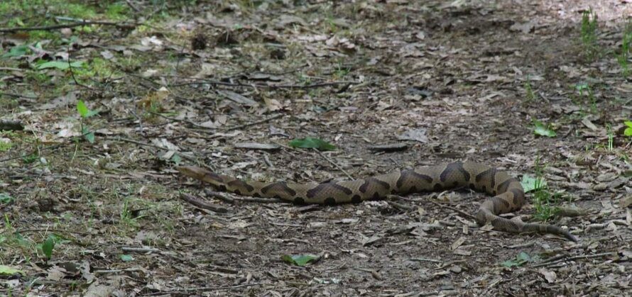 How to Avoid Snakes While Hiking (My Trail-Tested Guide) snake camouflage in leaves