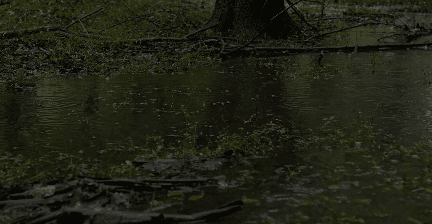 wet grass and soil