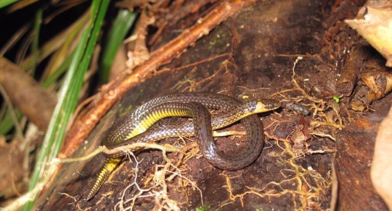 avoiding snake on a rock while hiking