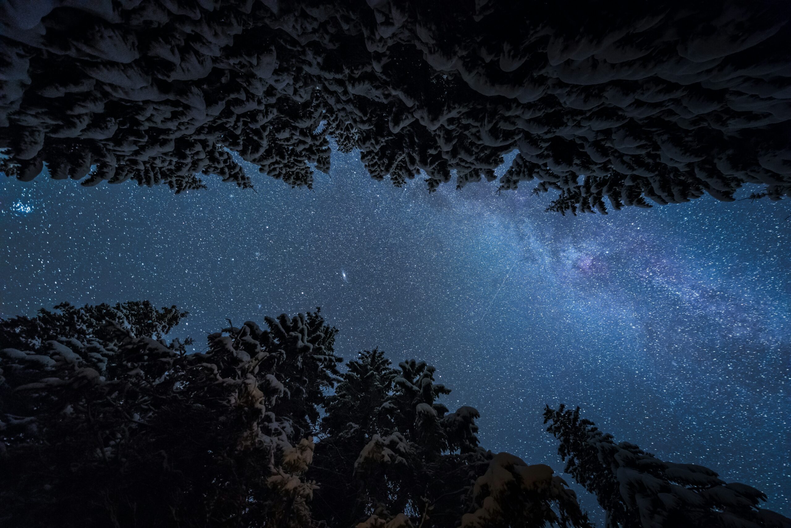 Camping For Beginners: 8 Tips For First Time Camping Trips Snow-covered trees form a dark silhouette framing a clear, starlit sky filled with countless stars. The scene conveys a serene, awe-inspiring atmosphere.
