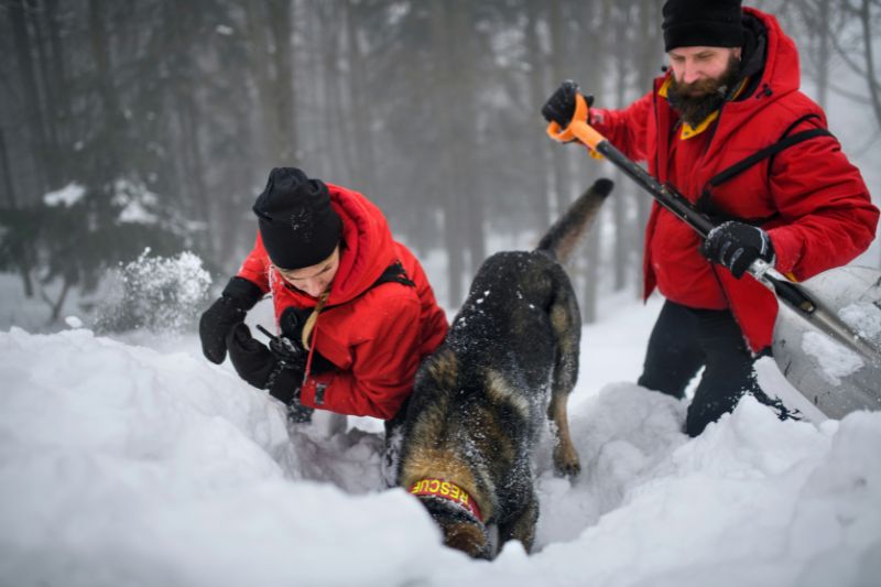 Avalanche Safety Guide: Prepare, Survive & Rescue Avalanche rescue team in action. Both people are digging and there is a rescue dog with his head in the snow.