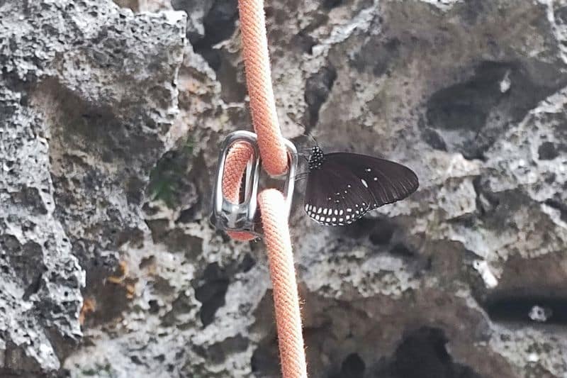 Essential Rope Skills & Knots for Mountaineering Butterfly resting on a belay device that is attached to a vertically hanging rope
