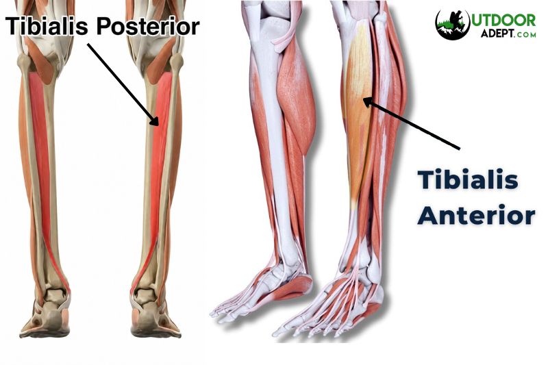 Hiking With Shin Splints: Expert Treatment Guide The muscles related to shin splints pointed out anatomically