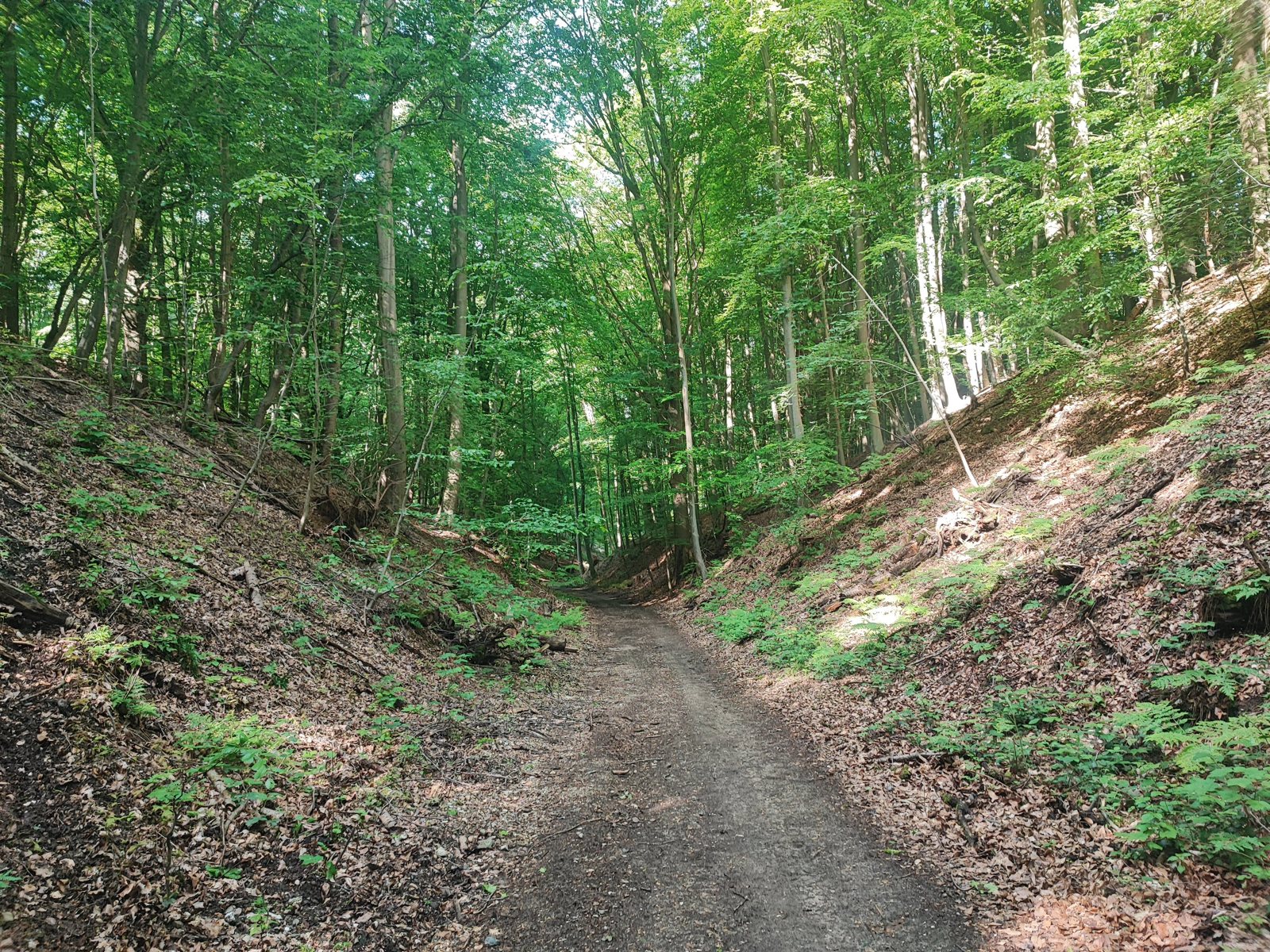 I Walked Four Days of the Pieterpad Without Booking a Single Bed Deep sunken lane cut between steep earth banks in a beech wood, dappled sunlight on the track.