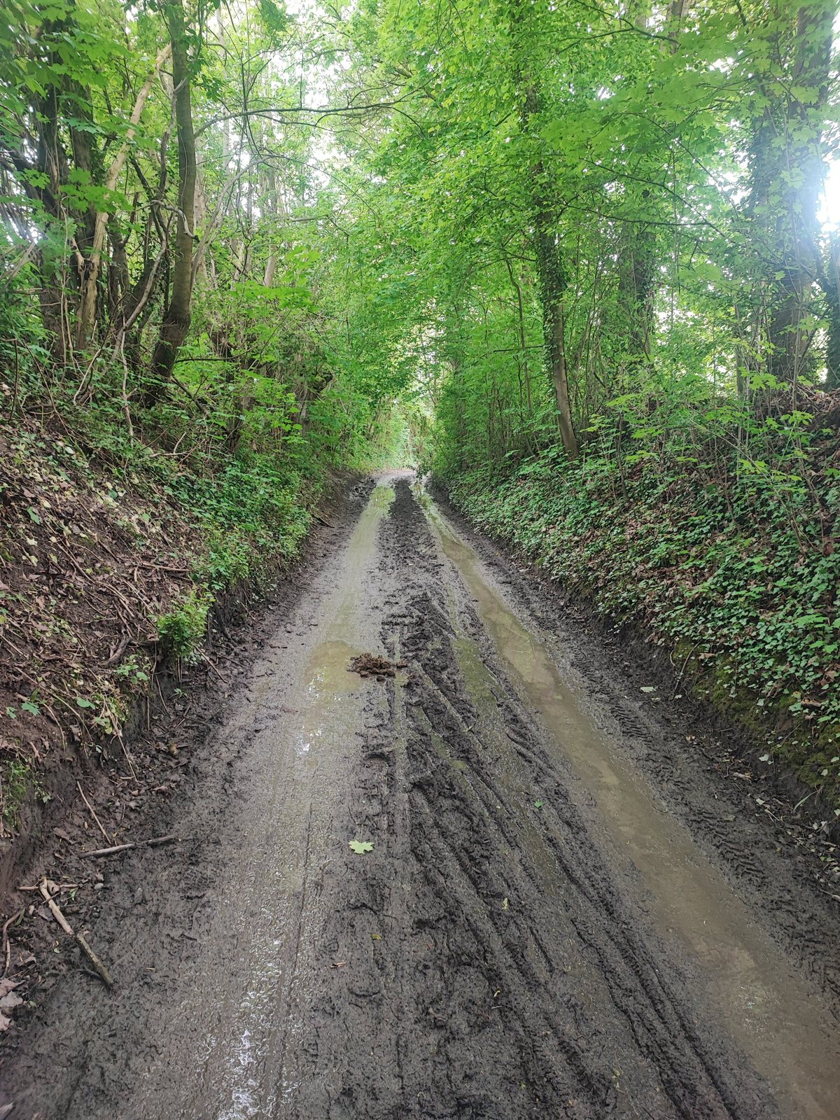 I Walked Four Days of the Pieterpad Without Booking a Single Bed Muddy, rutted sunken lane with standing water, hedges close on both sides.