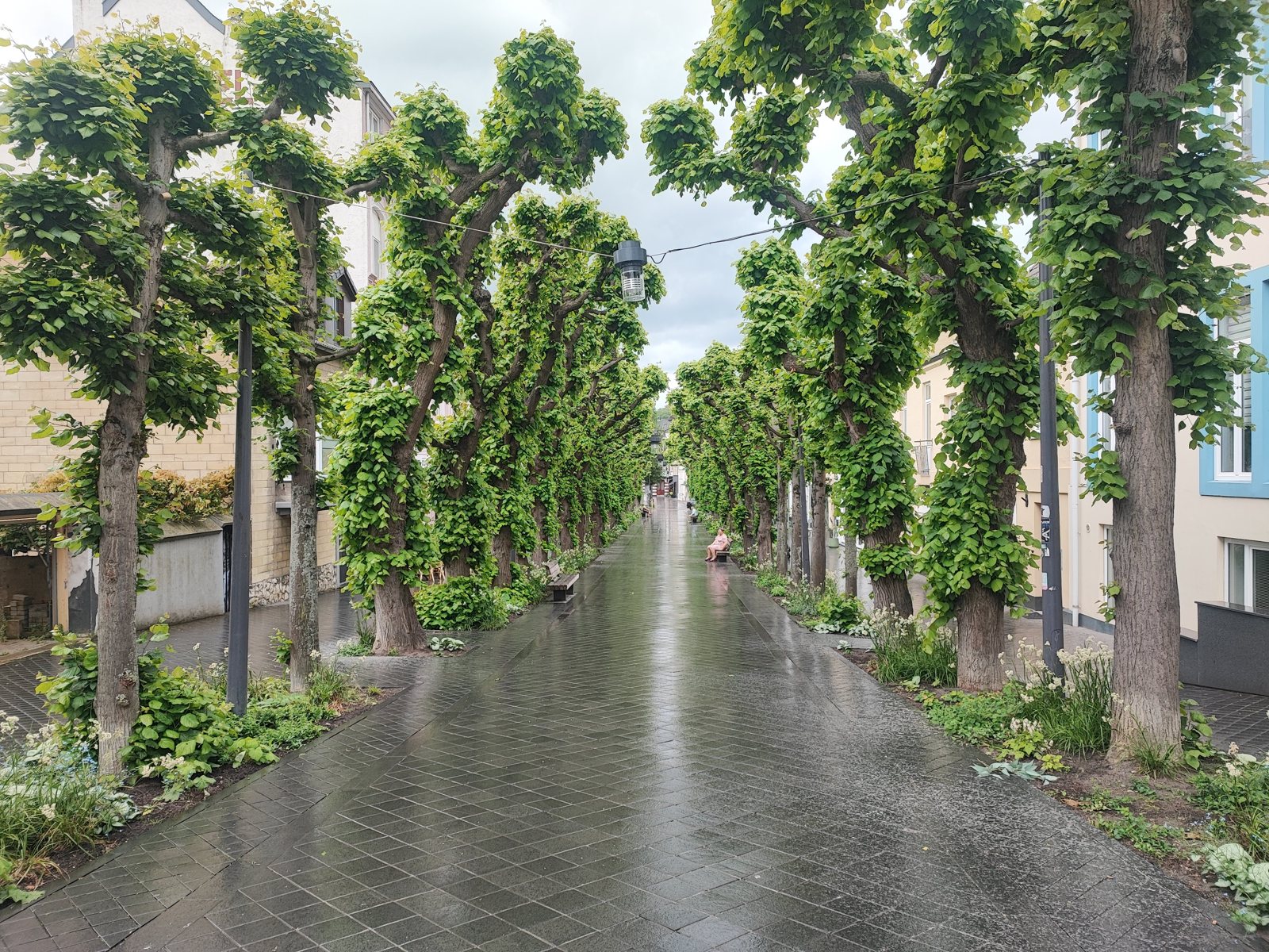 I Walked Four Days of the Pieterpad Without Booking a Single Bed Village street lined with pollarded lime trees in the evening, houses on both sides.