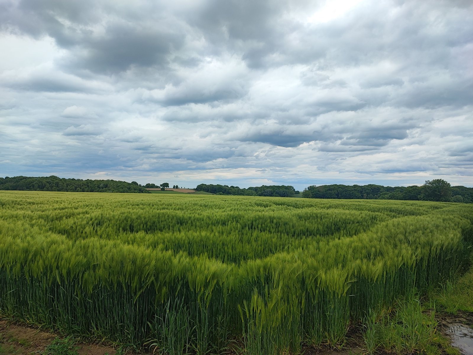 I Walked Four Days of the Pieterpad Without Booking a Single Bed Field of green barley stretching to a distant treeline under thick grey cloud.