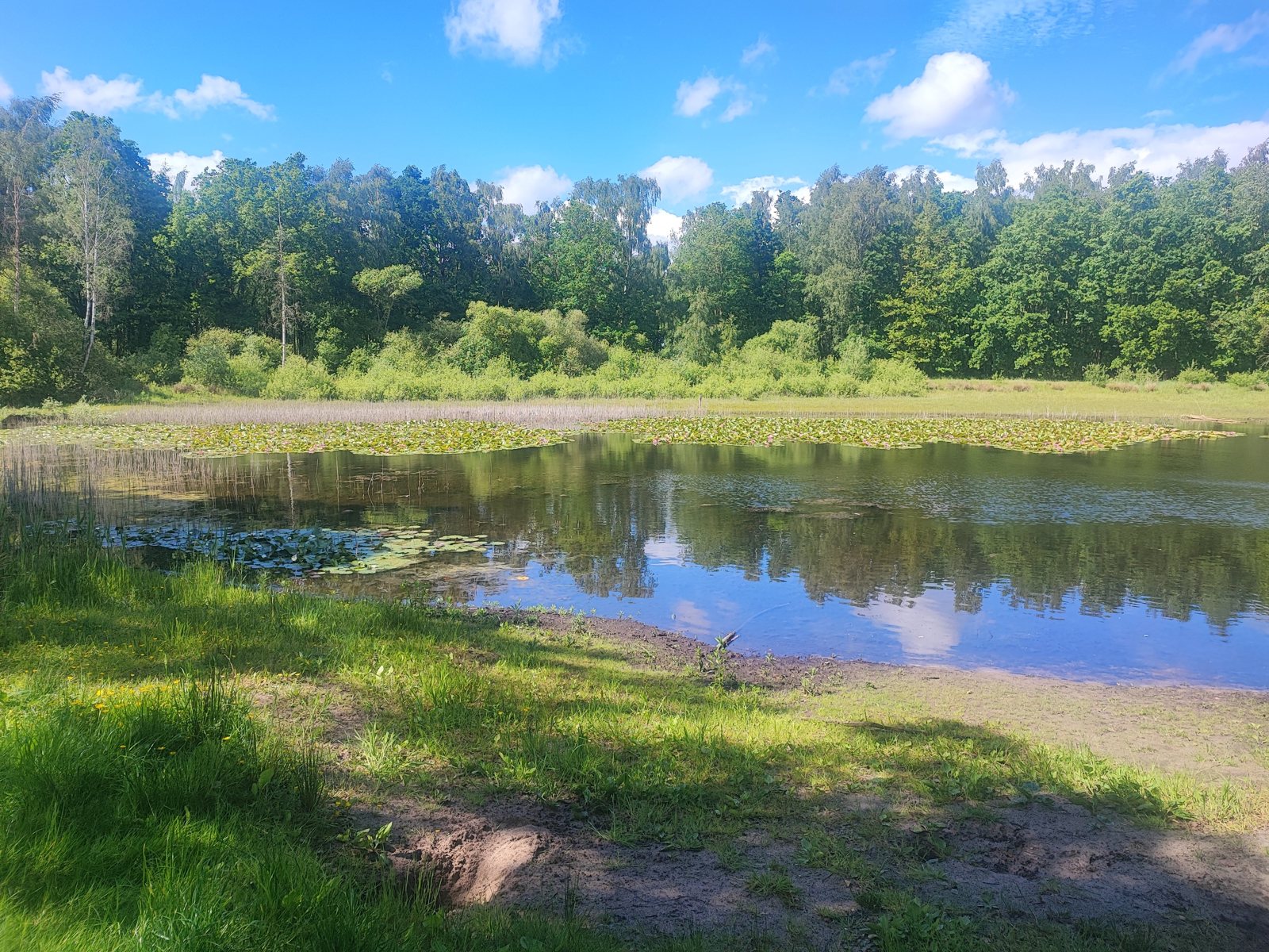I Walked Four Days of the Pieterpad Without Booking a Single Bed Small pond in a clearing reflecting blue sky and cumulus, reeds along the near shore.