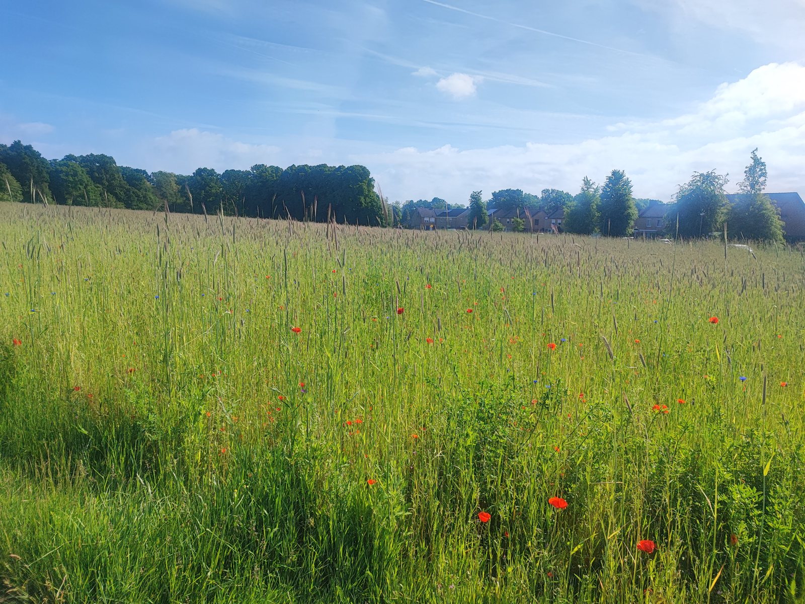 I Walked Four Days of the Pieterpad Without Booking a Single Bed Red poppies scattered through a field of green wheat under a blue sky with high cloud.
