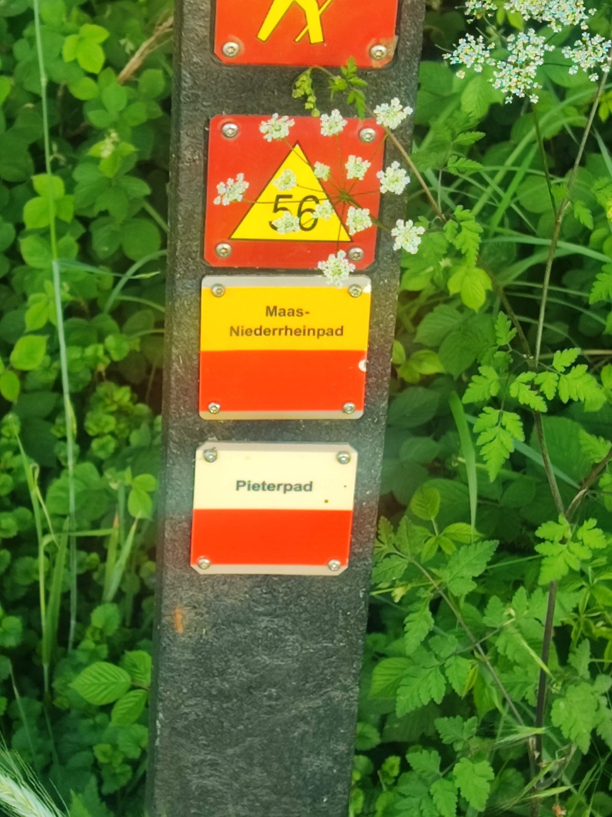 I Walked Four Days of the Pieterpad Without Booking a Single Bed Waymarker post carrying several route plates including one reading Pieterpad and one reading Maas-Niederrheinpad.