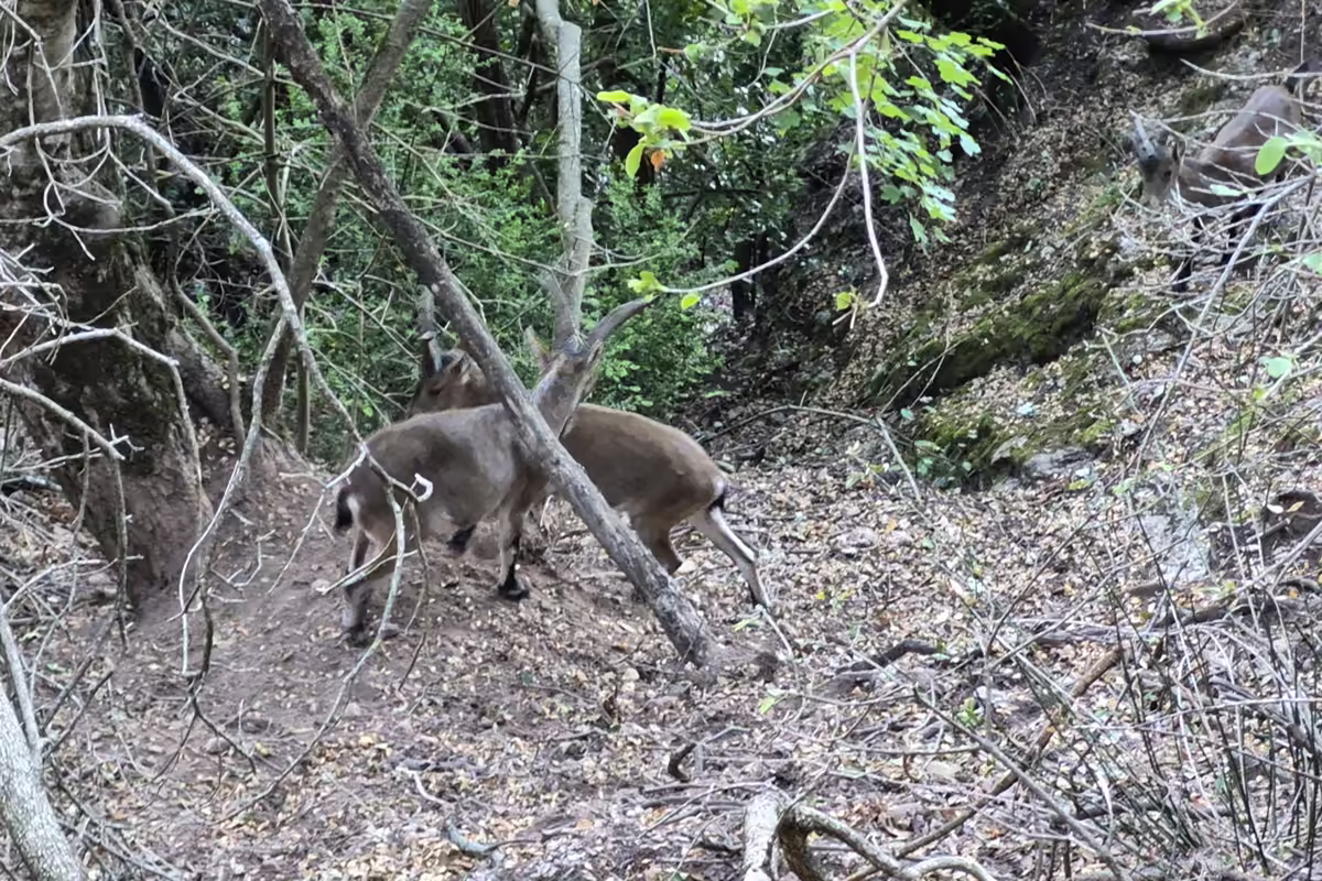 Two Iberian ibex standing on a leaf-covered slope among bare branches beside the PR-C 19 path on Montserrat.