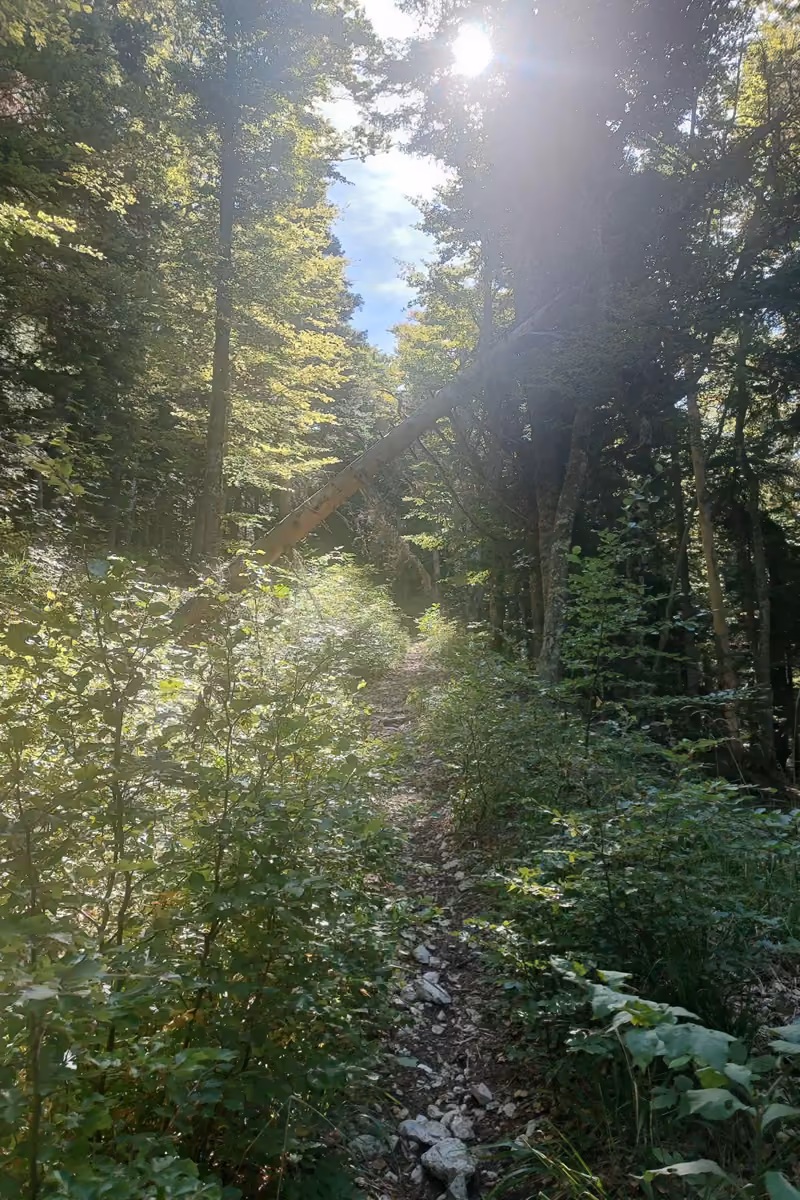 Narrow rocky path through dense green forest, with low sun shining through the trees and a fallen trunk leaning across the trail.