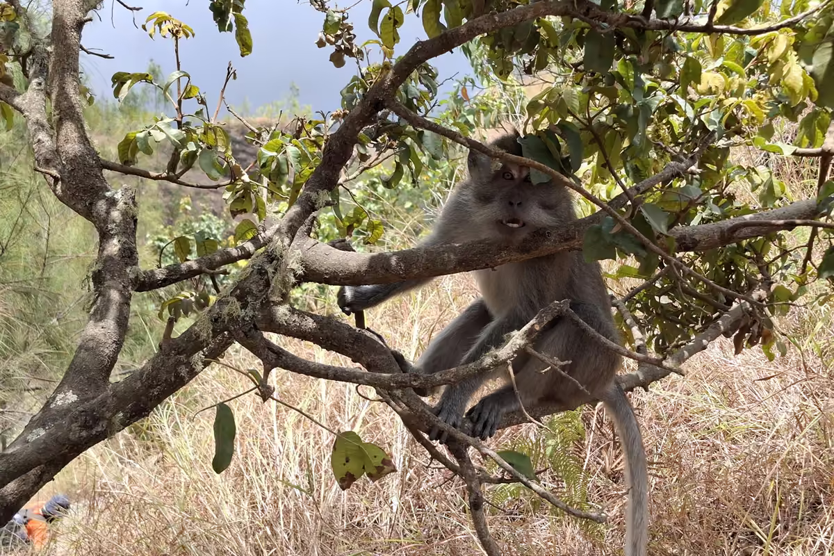 A long-tailed grey macaque sitting on a branch of a small tree among dry grass beside the trail.