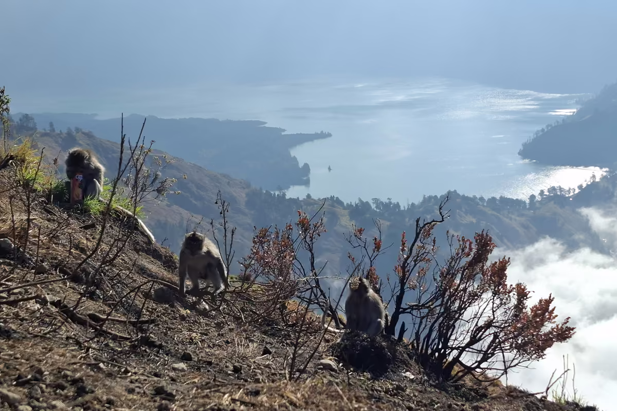 Three grey macaques sitting on a burned slope of the crater rim, with Segara Anak lake and low clouds far below.