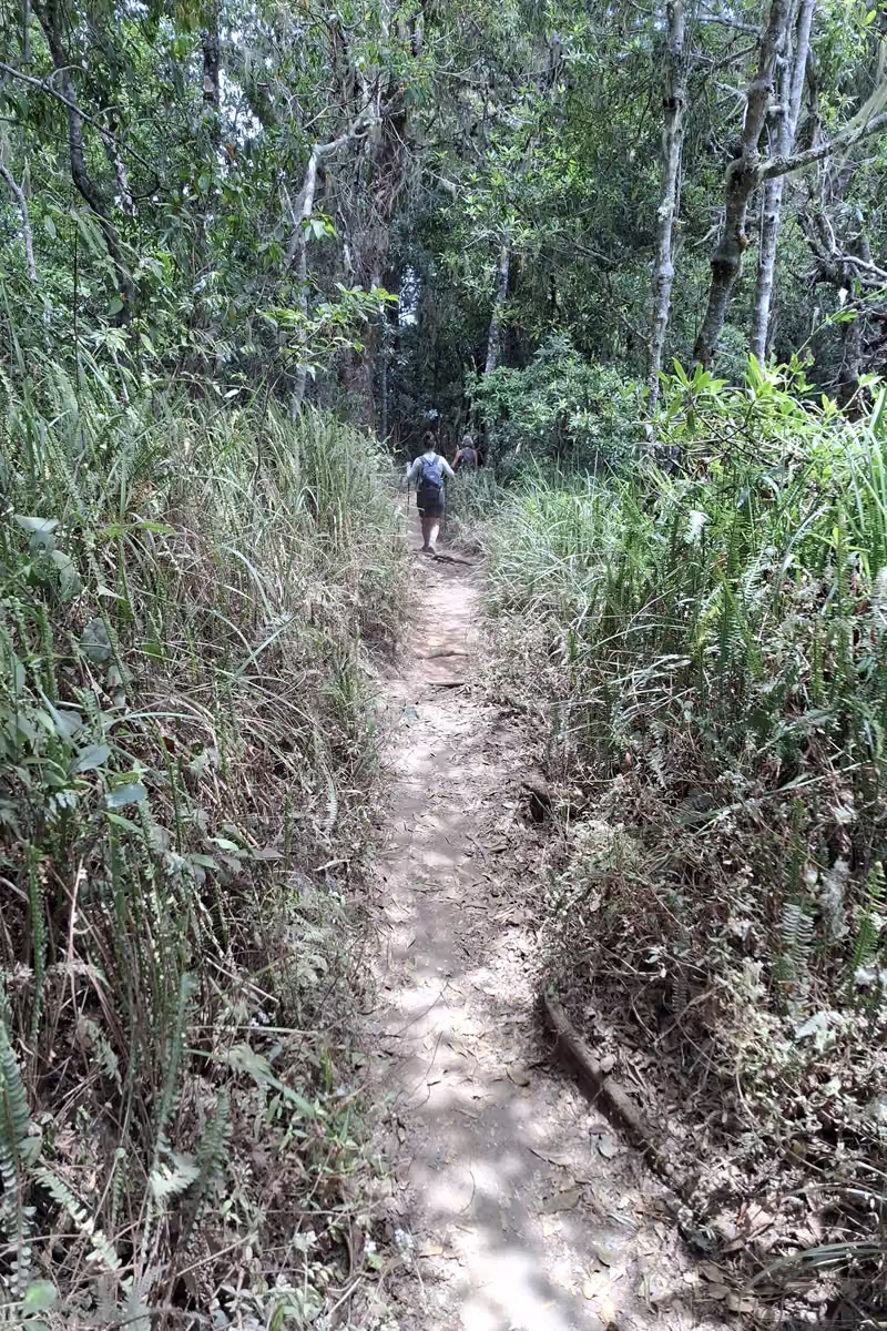 A narrow dirt path through dense green forest and tall grass, with a hiker walking ahead in the shade.