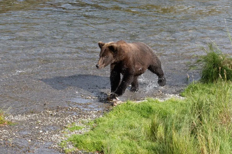 how fast can a bear run