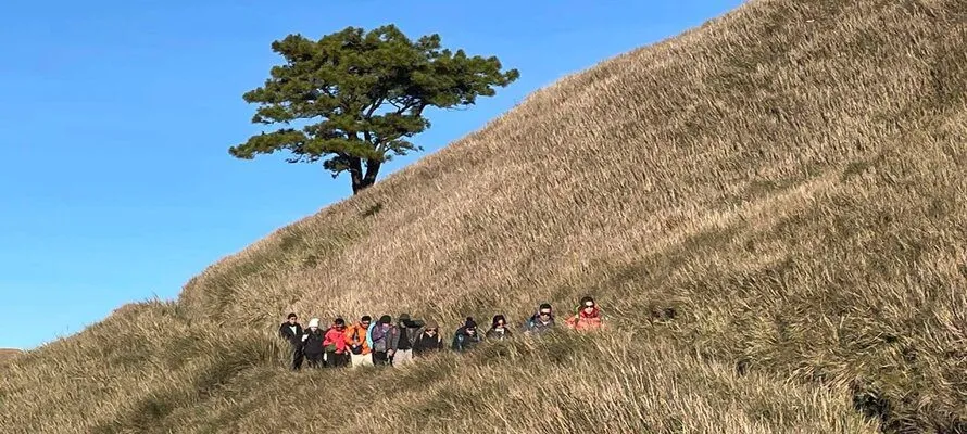 Difference Between Hiking and Walking (Dive into the Debate) hikers with a tree in the background