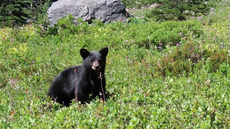 a black bear cub on a hiking trail